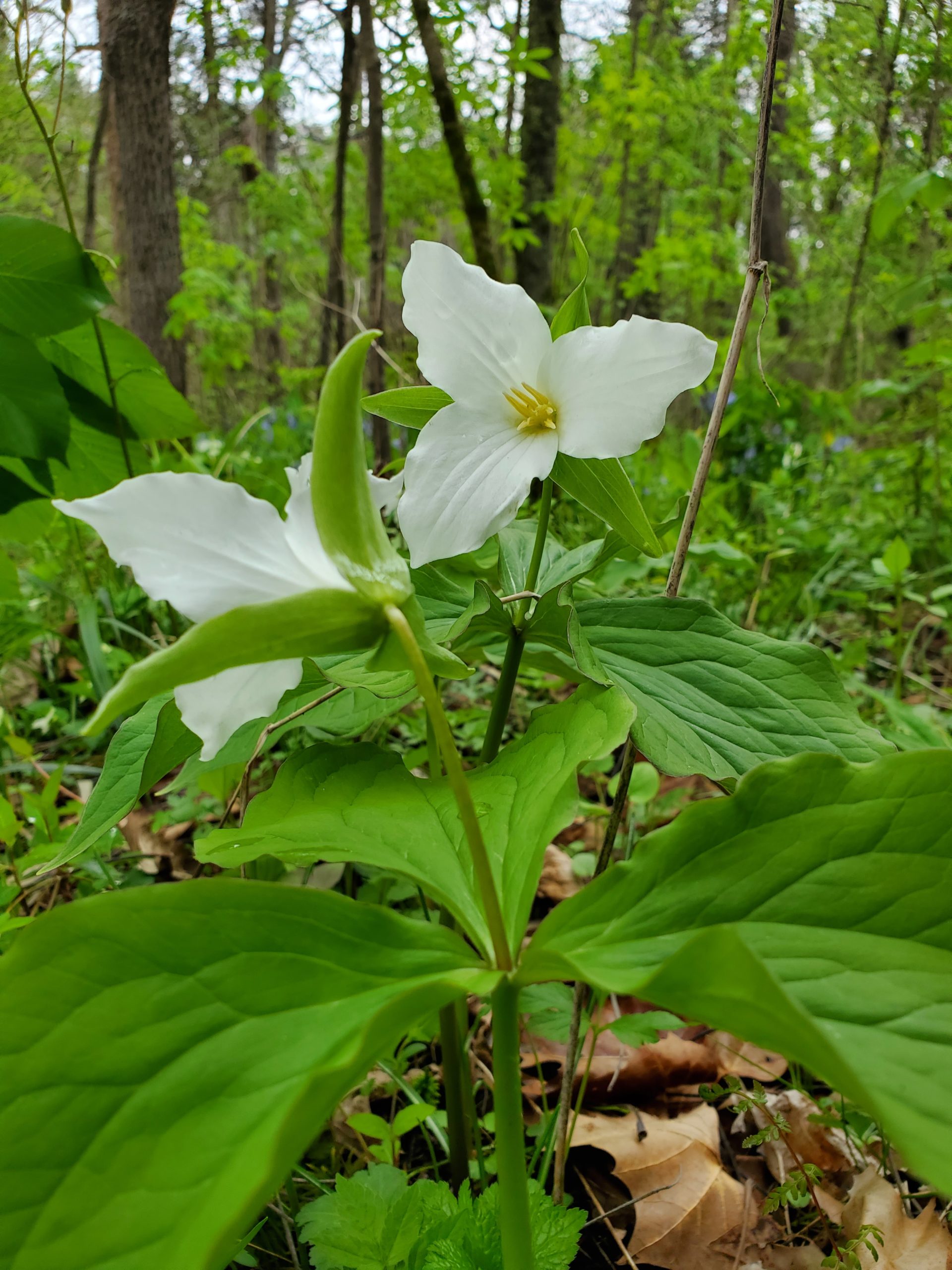 Arc Of Appalachia: The Natural Treasures In Appalachian Ohio By Mike 